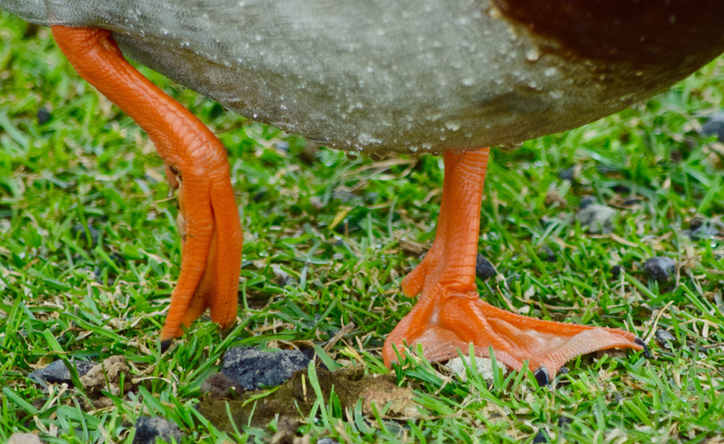 Illustration for article titled Shot Some Ducks